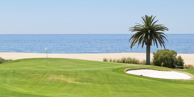 sunny golf course and palm tree