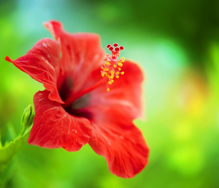 hibiscus-flower