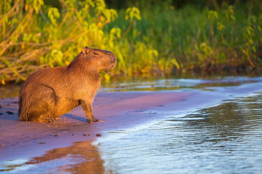 capybaras-rio-2016