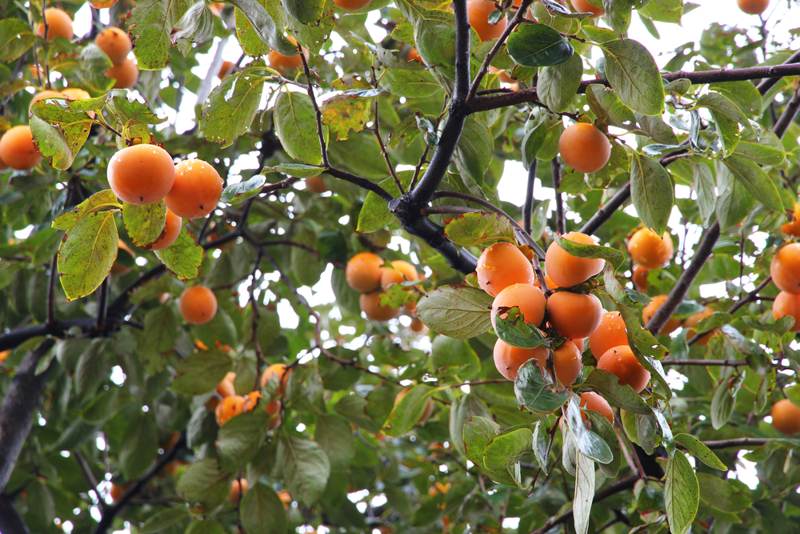 persimmon-tree